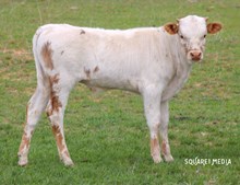 RITA BALLOU/WILDFIRE  BULL