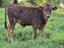 Fine Wine Bull