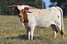 WT KID ROCK X RJF SOUTHERN HOSPITALITY TAG 428