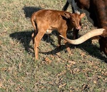 RJF CELEBRATION 240 X COLLUDER TAG 602