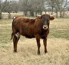 Master x Baby Doll Heifer Calf