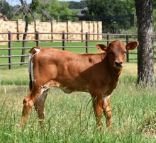 Master Baby Doll Calf