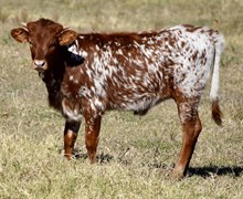 TLS PETUNIA'S MIRACLE🔥