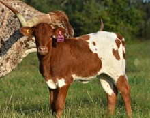 Royal Dragon Calf