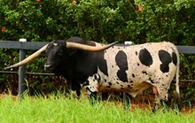 HARD & FAST 🇧🇷