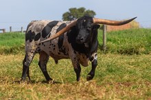 HARD & FAST 🇧🇷