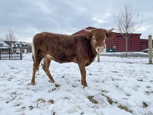 Riehl Luck Illusion 🍀