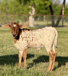 RJF TOP SHELF COCKTAIL X COLLUDER TAG 600