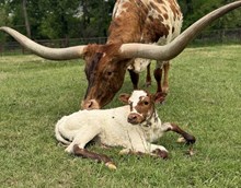 RJF Awesome Attraction X Colluder 