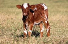 2017 Show Stopper Bull