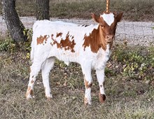 Iron Assets x Master Heifer Calf