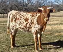 JM5 MISTRESS MICHELLE