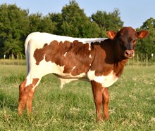 Colluder Jamakagem Bull Calf
