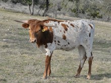 KDK WILD OLEANDER 427