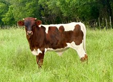 Colluder Bull Calf