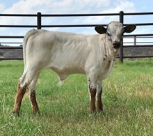 Serenade Colluder Bull Calf
