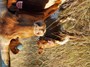 Show Stopper & Bluebonnet.  Our first calf