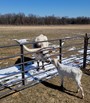 Magnolia returns to her momma after having pneumonia 