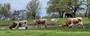Green grass, full tank, sunny day...makes happy cows