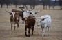 Yearlings sticking together