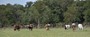 Summer Days Grazing